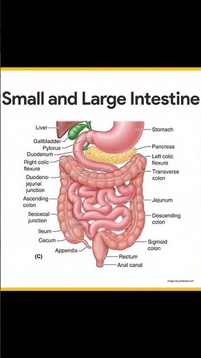 small and large intestine #anatomy