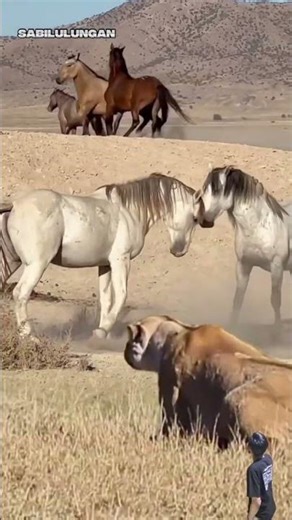 Saat Kuda Bersatu Menghadapi Singa di Alam Liar! #animals #shorts