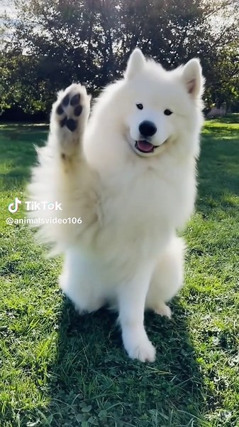 Cute Dog Videos That Melt Your Heart