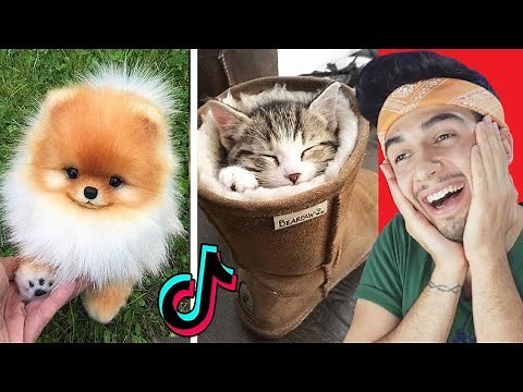 THE CUTEST ANIMAL VIDEOS ON TIKTOK!!