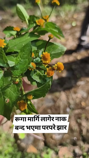 चिसो लागेर मार्गि लागेर नाक बन्द भएको छ भने परपरे झार माडेर सुङनुहोस। #ayurveda #flowers | Hamro channel