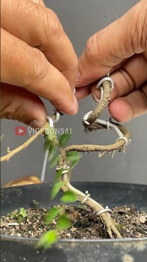 Creating a basic concept of a Bonsai Tree #beautiful