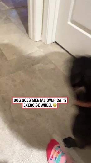 The Hilarious Conversations of Talking Dogs on TikTok