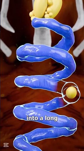 How an Egg is Formed, Chicken Egg Formation Process, How Hens Lay Eggs