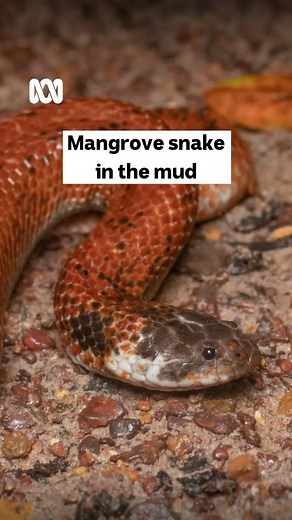 13K views · 187 reactions | “There’s a snake in my boot!”量 Well, almost. Wildlife photographers, Lucyna and Nick, find snakes hidden in the mud of Northern Territory’s mangroves.  via ABC Science Nick Volpe @nvolpe.wild Lucyna Kania @lucynak.wild | ABC Landline | Facebook
