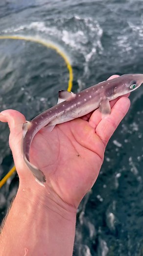 Venomous Spiny Dogfish Shark: Facts and Information