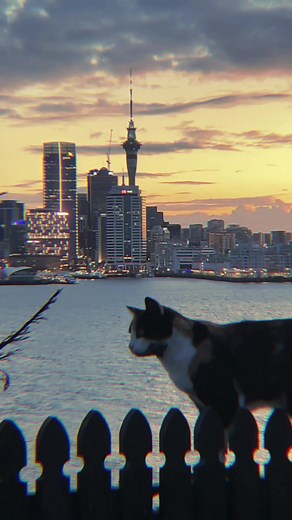 #cinematic #auckland #nz #fyp