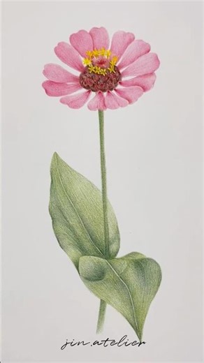 Garden zinnia Drawing / #botanicalart / 백일홍 그리기 / #shorts