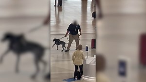 The TSA said a bomb-sniffing dog handler has been removed from handling duties after being seen on camera aggressively pulling a dog. FULL STORY: https://khqa.com/news/nation-world/tsa-canine-handler-caught-on-camera-aggressively-pulling-dog (Video: ProfessionalEye3568/Reddit via CNN Newsource) | KHQA