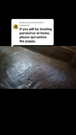 9.2K views · 92 reactions | Where you keep your puppy during parvovirus treatment play a huge roll. #quarantine #parvovirus #housing #puppylove #doglovers | MrPuma | Facebook