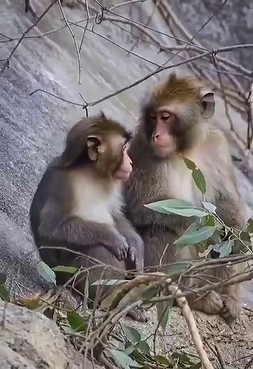 Explore the Fun World of Monkeys on TikTok