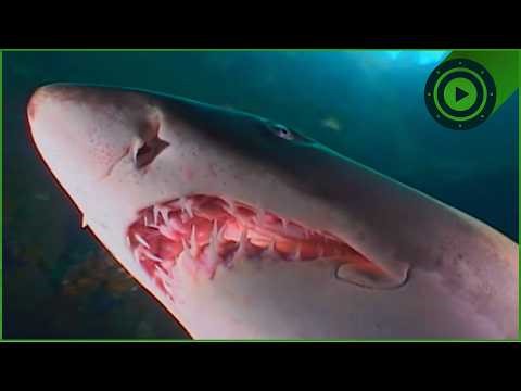 The Shark That Eats Its Siblings