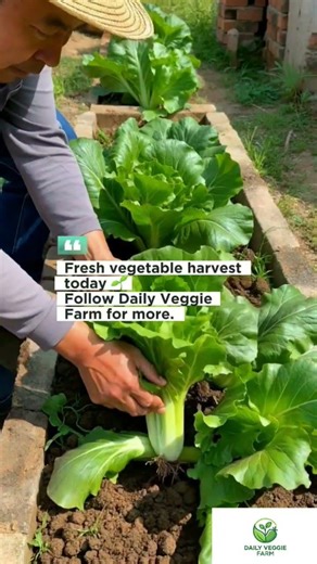 Lettuce in Small Space #farming #vegetables #harvest #organicfarming#shorts #reels #DailyVeggieFarm
