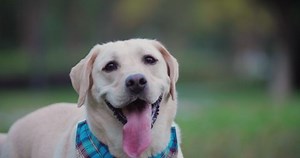 Close Slow Motion One White Labrador : vidéo de stock (100 % libre de droit) 1040001059 | Shutterstock