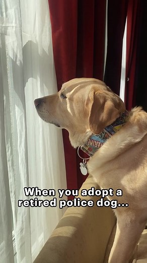 Hilarious High-Strung Police Dog Shopping List Prank