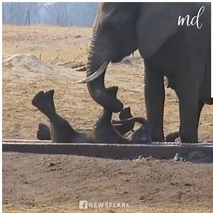 Mother elephant rescues her baby from hungry lions! 🐘 | American Animals