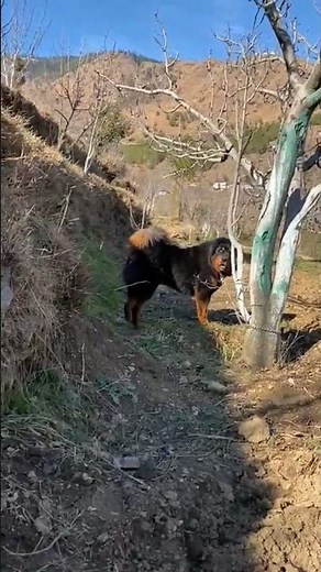 Bhotiya Dog found in Uttarakhand
