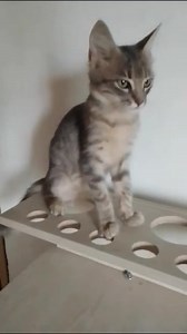 Actualización Está princesita goza de un excelente hogar responsable...