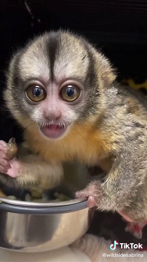 Our new sweet baby Owl Monkey 🐒❤️ Owl Monkeys are nocturnal monkeys from South America #owl #monkey #owlmonkey #fyp #animaledventures #animallove #fy