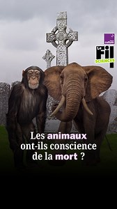 Pendant des dizaines de milliers d’années, l’Homme a cru être la seule espèce qui enterre ses morts. Pourtant, en 2024, cinq éléphanteaux ont été retrouvés ensevelis, les pattes en l’air, dans des plantations de thé, suggérant un geste intentionnel. Les animaux ont-ils conscience de la mort ? 🎙️ Evelyne Heyer, professeure d'anthropologie génétique au MNHN (Musée de l'Homme), répond à la question dans ce nouvel épisode du "Fil Sciences" 🎧 Retrouvez tous nos épisodes du “Fil Culture G” sur le si