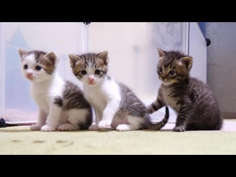 The kittens were waiting for milk in a row. (Please turn on the subtitles when watching.)