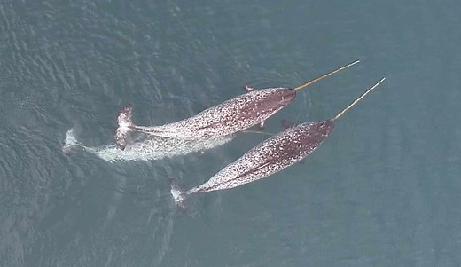 Video shows first clear evidence of narwhals using tusks to play—and stun prey