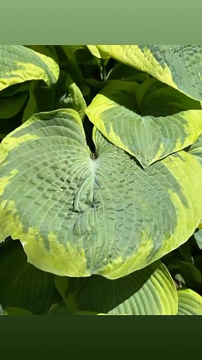 31/2 weeks post op for Judy’s cancer surgery & she’s doing great at the Brooklyn Botanical Gardens | Arthur Schwartz