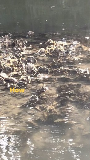 Botany Bay Ecotours on Reels