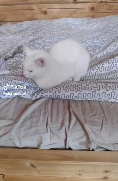 Explorando el Datamosh con Gatos y Glitch