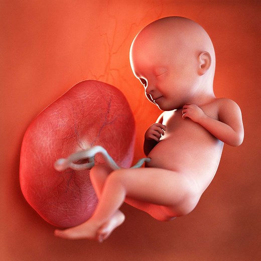 Week 32 of Pregnancy