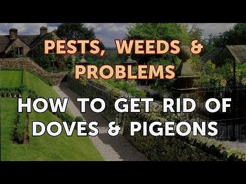 How to Get Rid of Doves & Pigeons