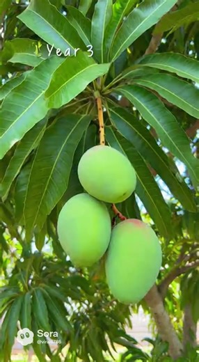 Growing Mango Tree from seed