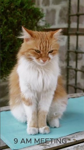 Every Office Has These Cats 😂 | Funny Cat Compilation #shorts