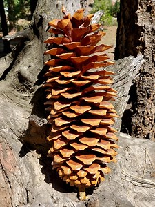 Sugar Pine Cones - Large - 12" - 14" for Your Holiday Decor - Etsy
