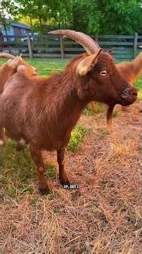 Starting daily utter checks on the mini goats! #Goats #minigoats #nigeriandwarfgoats