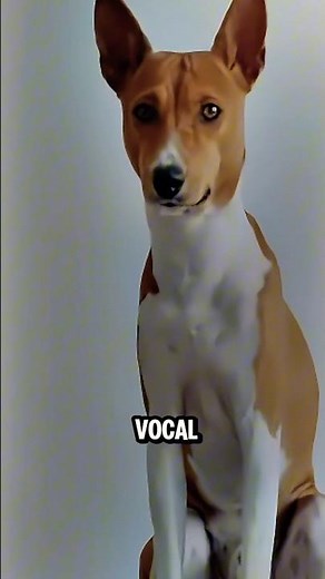 Basenji The Dog That Yodels Instead of Barking!