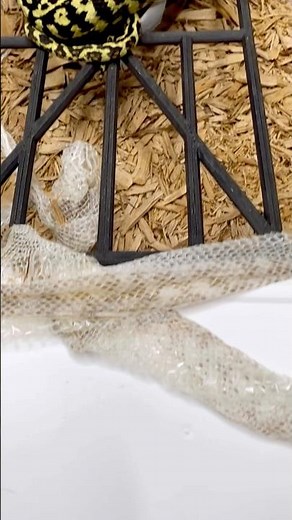 TOP NOTCH Zebra Jungle Carpet Python I produced two years back 😍 #beautiful #animal #snake