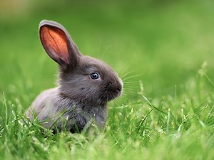 Los Gatos Group Offers Rabbit Adoption By Appointment