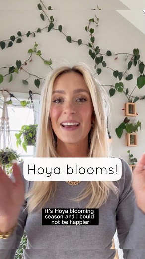 Share this video with a Hoya lover! 🫶🏻 All of my Hoya are right in the windows or under grow lights. I use foliage pro (comment ‘fertilizer’ for the link) every time I water. I don’t use orchid spray — if you’re using a complete fertilizer in the soil there’s no need for it. Hoyas will bloom in time with maturity and good care. I water most of these when 2/3-completely bone dry. | House Plant