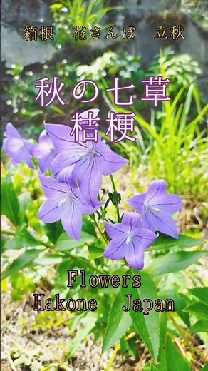 箱根 秋の七草 桔梗 立秋 花のある風景 #箱根 #花のある暮らし #山野草 #花風景 #花のある風景 #庭の花 #箱根観光 #箱根フリーパス #箱根小涌谷 #植物 #野草 #nature #温泉女子