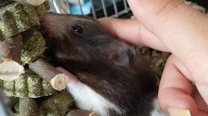 Watch My hamster prefers these over Petco/PetSmart chews! on Amazon Live