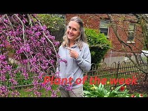 Ruby Falls Weeping Red Bud TREE OF THE WEEK!