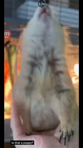 Poppy the Prairie Dog Meme #360