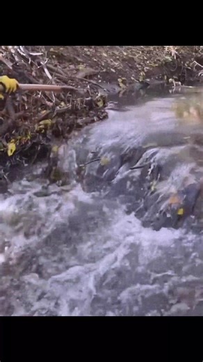 7.6K views · 105 reactions | Where the beaver builds, he follows  | Johnathon Schaden | Facebook