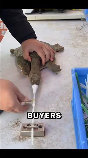 Smart Safety Hack: How Softshell Turtles Are Safely Locked Before Sale