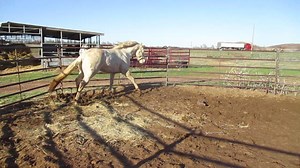 SHINY TOPSAIL DUNIT, 2020 AQHA Cremello Stallion. 7 panel NN. ee AA CRCR Dd. Snyder, OK. CALL 580-471-4040, to discuss if you want him to be part of YOUR program.... | Bedonna's Stallion Station