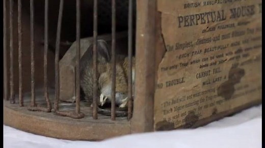 172K views · 888 reactions | A 155-year-old Victorian mouse trap on display at a museum sprung into action again to claim its latest victim bbc.in/1QL50Cp | BBC Hampshire & Isle of Wight | Facebook