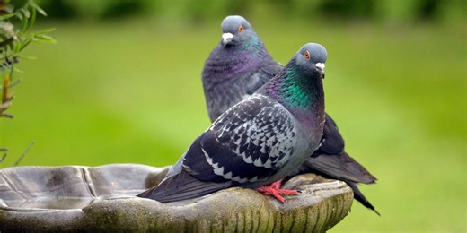 How to use aluminium foil to keep garden pests away this spring