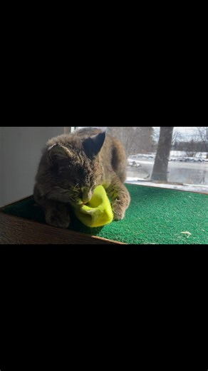 Update on Elsa the bobcat! 🐾 She’s making great strides, gaining confidence daily as she explores the outside part of her exhibit. Elsa is building trust with her keepers and trying a variety of meats to see what she likes best. This week, we discovered she loves catfish and tilapia! 🌿 We’re so proud of her progress and can’t wait to see her continue to thrive! In this video, Elsa is enjoying some enrichment and leaving her mark! 🐾 She’s rubbing her scent on a deflated tennis football with go