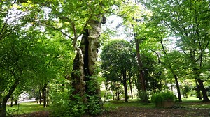 1.8K views · 101 reactions |  | 퐈퐋 퐏퐋퐀퐓퐀퐍퐎 퐎퐑퐈퐄퐍퐓퐀퐋퐄 퐂퐀퐍퐃퐈퐃퐀퐓퐎 퐀퐃...